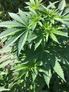 The Force Cannabis Strain