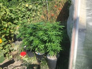 sour lowryder 2 autos