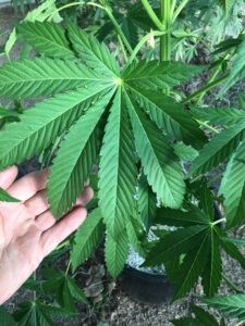 Large Cannabis Leaf