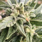 Black Tangerine Regular Cannabis Seeds