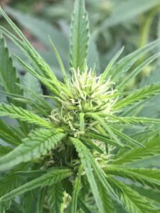 Santa Marta X Sour Plums