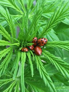 Lady Bugs On Cannabis