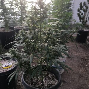 Kona Gold X Lebanese Regular Cannabis Seeds