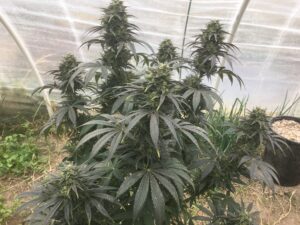 Purple Cannabis Plant