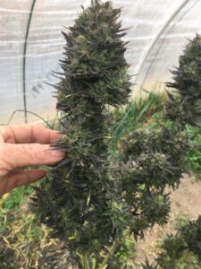 Auto-flowering cannabis