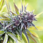 Black Alaskan Purple