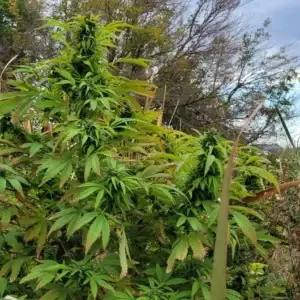 Black Berry Gold XXL