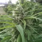 Santa Marta Colombian Gold