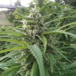 Santa Marta Colombian Gold