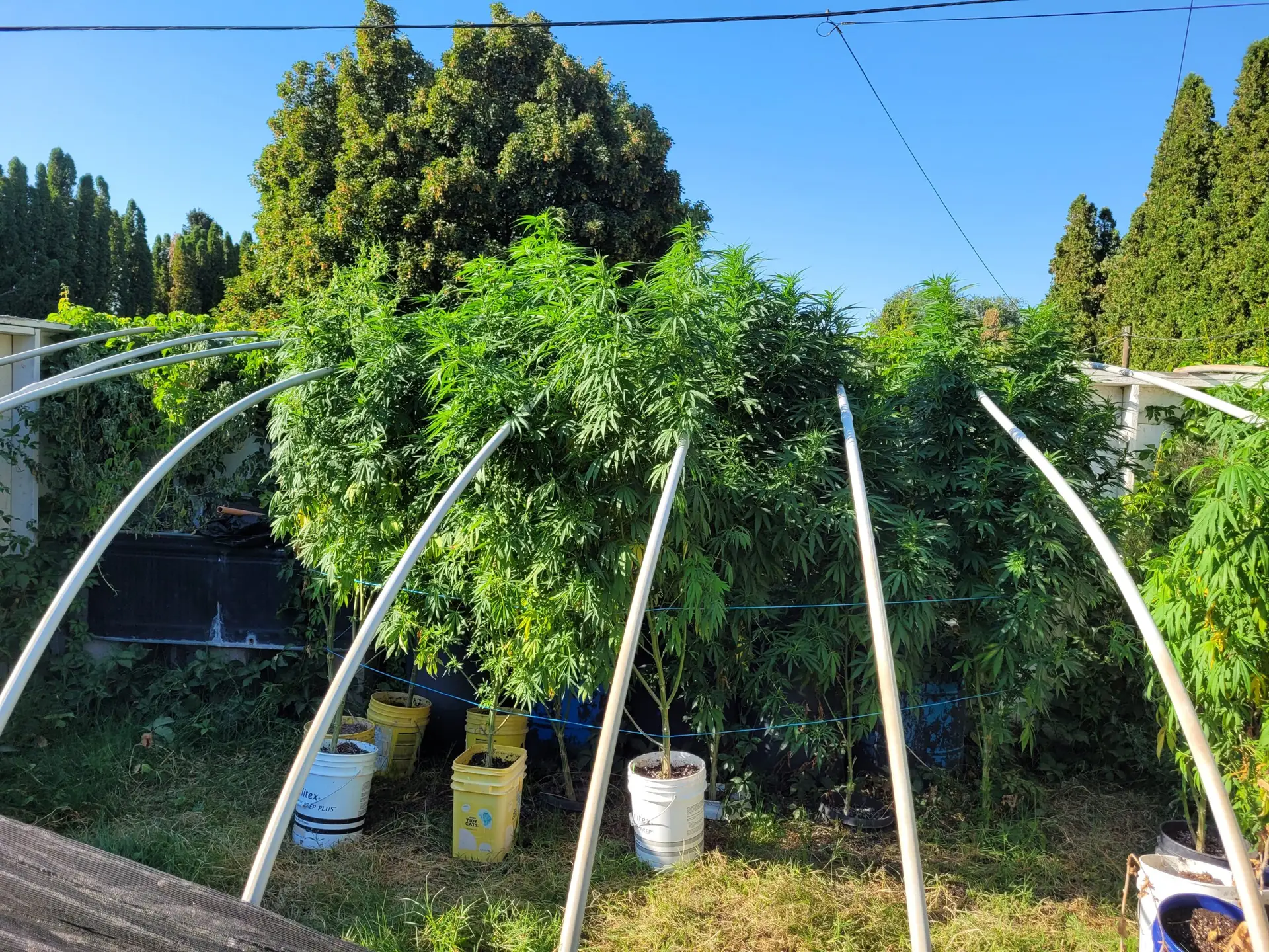 Santa Marta Grow Blackberry Gold