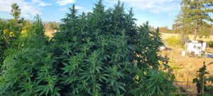 Big male BadAss BB's cannabis plant.