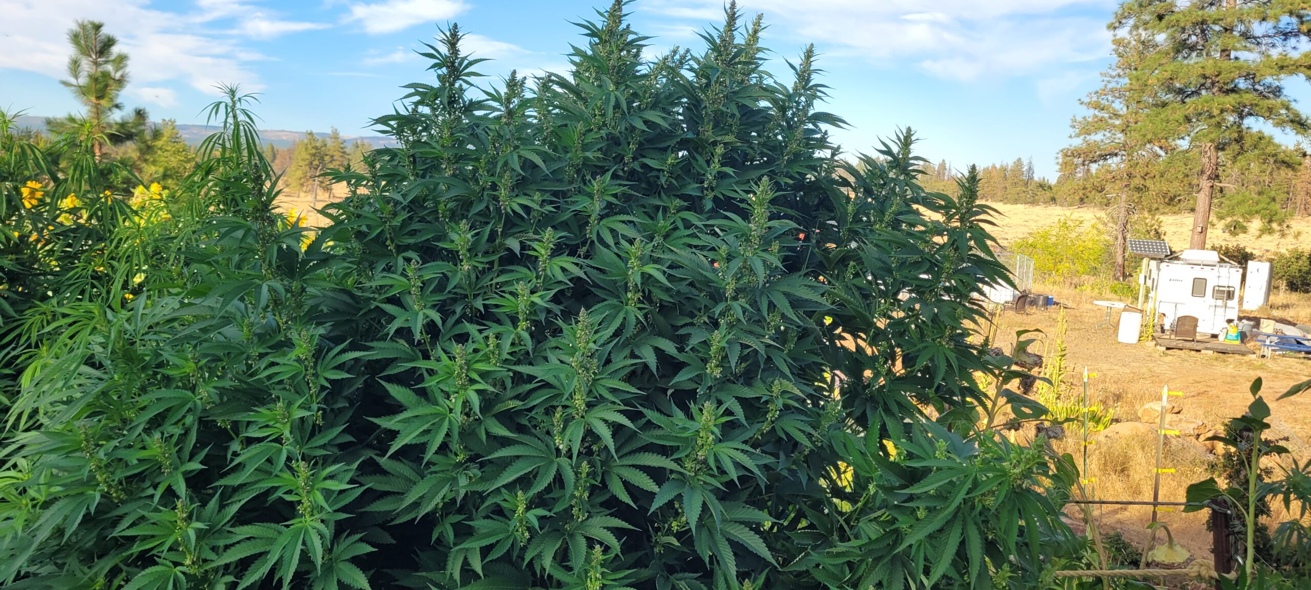Big male BadAss BB's cannabis plant.